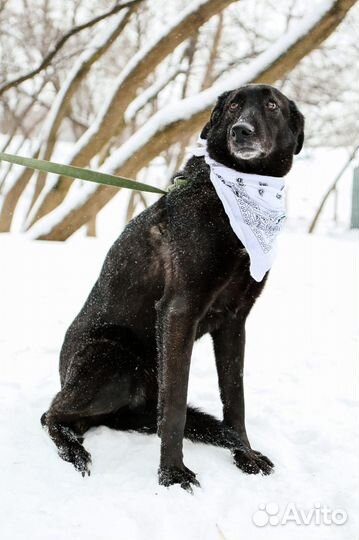 Красивая, грациозная девочка-собака в добрые руки