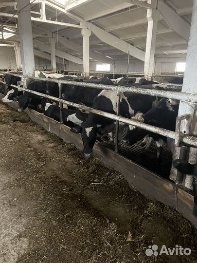 Нетели товарные