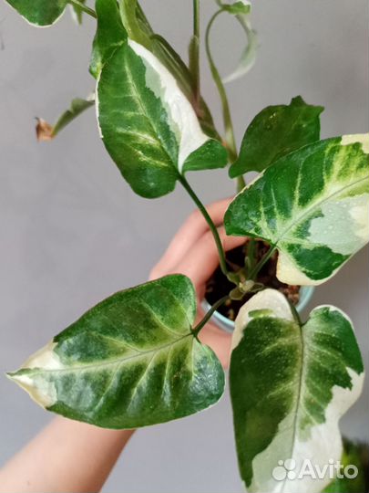 Сингониум Т25