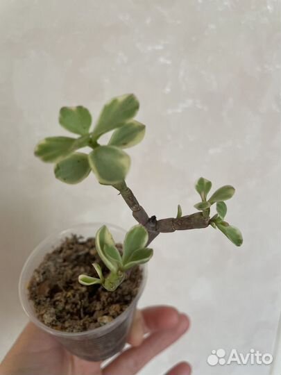 Крассула Шмидта