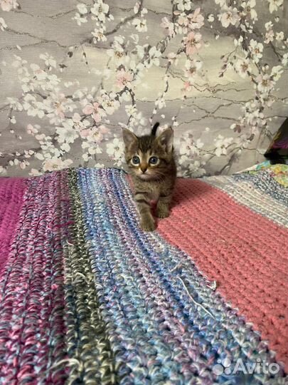 Котенок Мурзик в дар