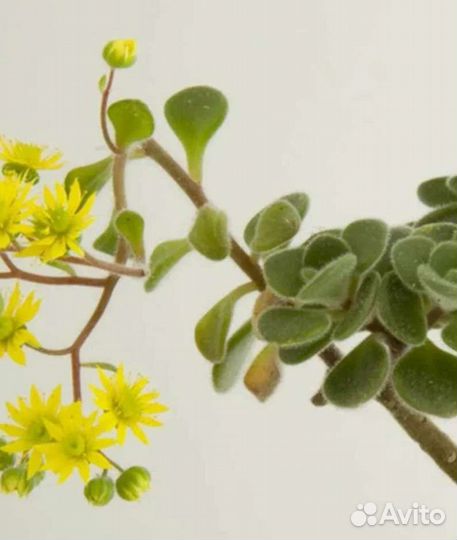 Аихризон дерево любви