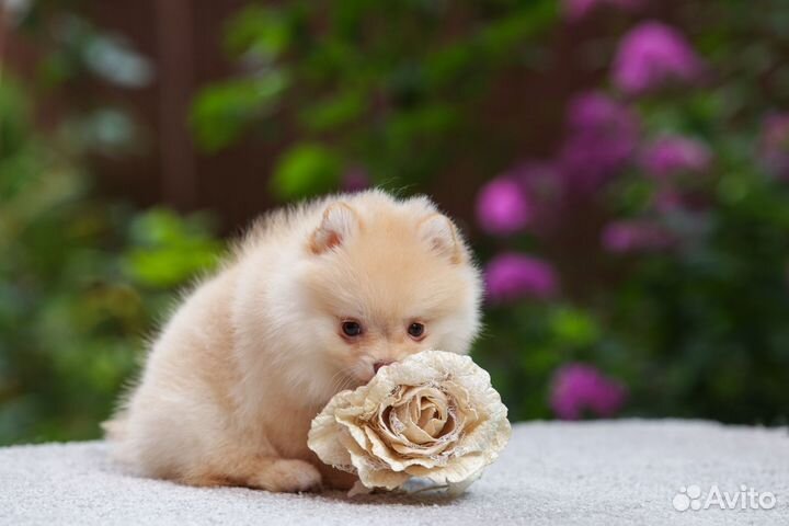 Щенок прмеранского шпица девочка