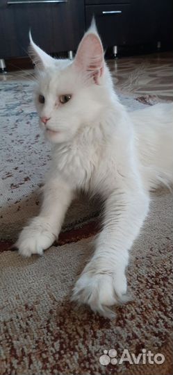 Котята мейн-кун