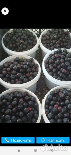 Черноплодная рябина