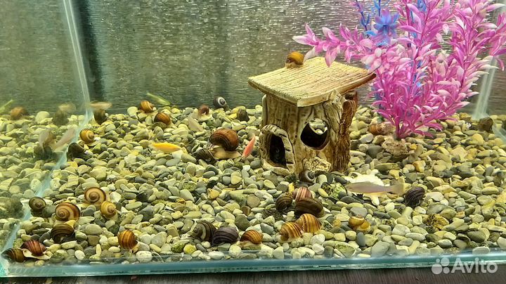 Улитки ампулярии