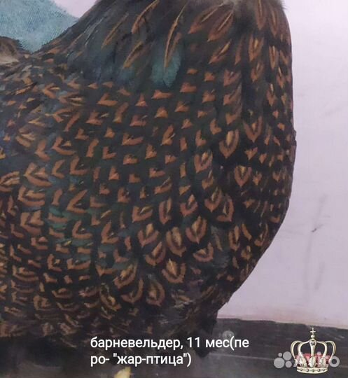 Инкубационное яйцо