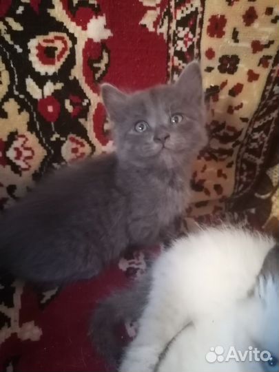 Кошка в дар бесплатно