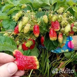 Клубника «купчиха» саженцы