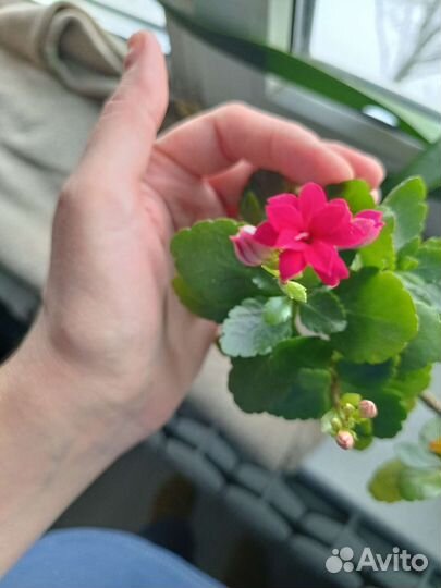 Каланхоэ цветущий