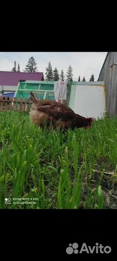Куры несушки продам