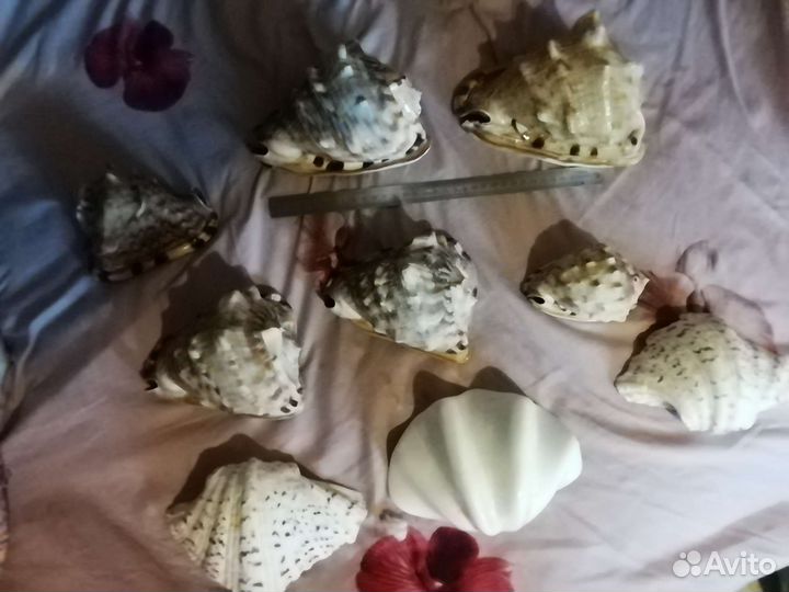 Ракушки океанские