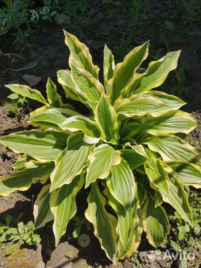 Хоста обмен продажа