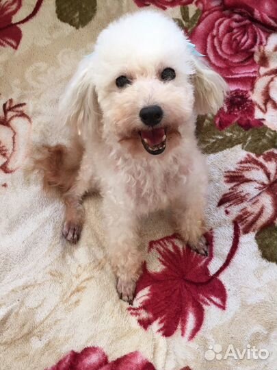 Пудель девочка