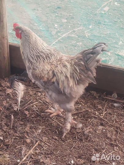 Куры и петухи брама