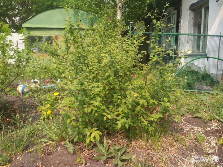 Саженцы войлочной вишни