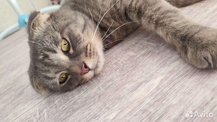 Найден кот