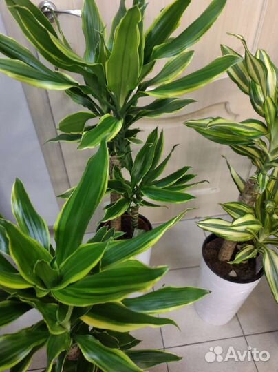 Драцена голден Кост