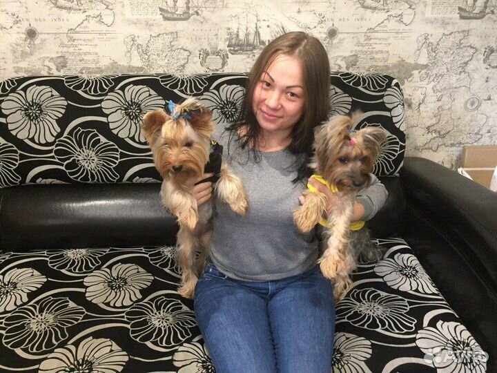 Передержка для собак