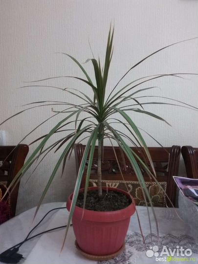 Драцена маргината