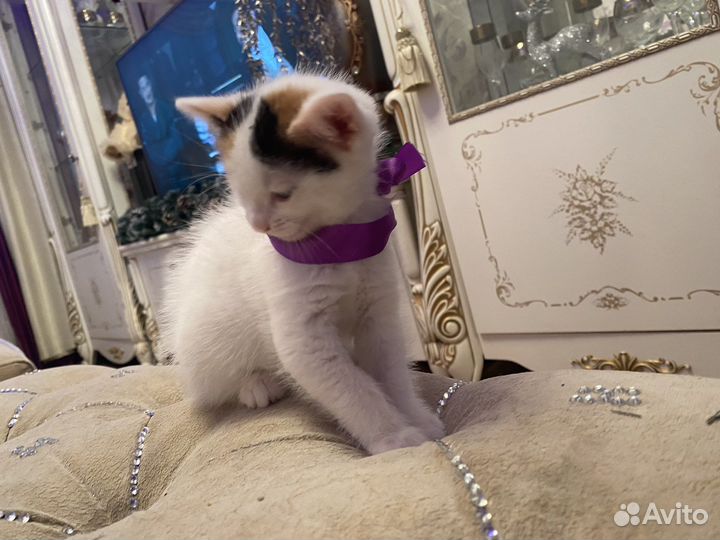 Котенок в добрые руки