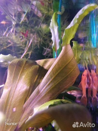 Сомик Анциструс супер рэд