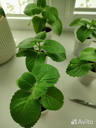 Мята домашняя