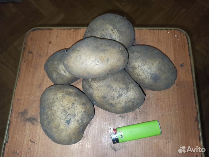 Картофель крупный