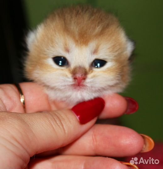 Британские золотые шиншиллы