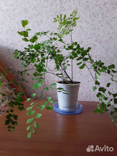 Адиантум,альсобия