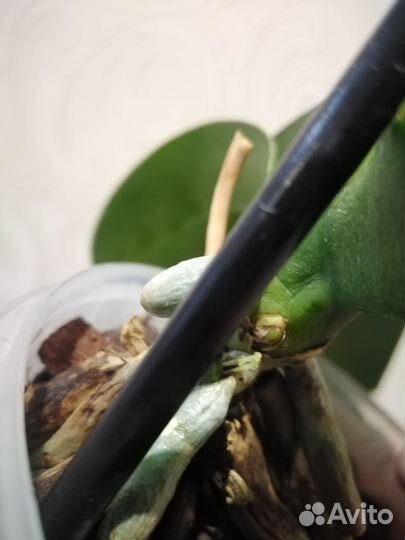 Орхидеи биг лип с деткой