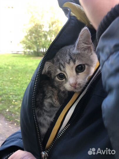 Котята бесплатно