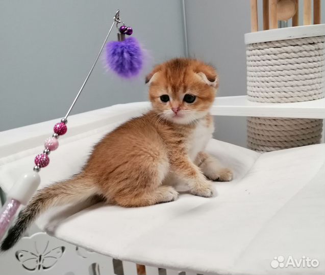 Шотландские котята шиншилла