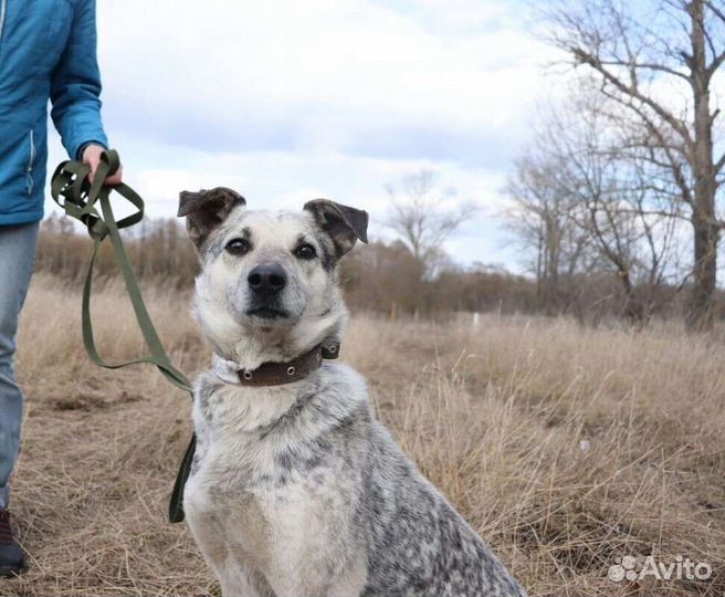 Собака ищет дом