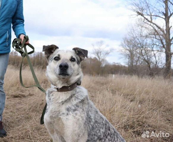 Собака ищет дом