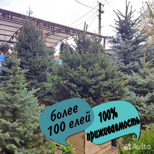 Ель голубая елка живая Глаука Премиум