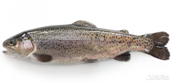 Форель живая