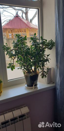 Комнатные цветы