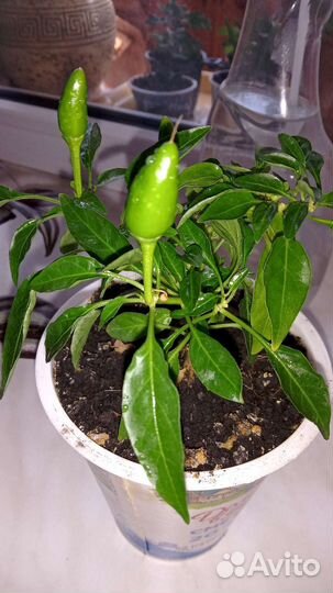 Декоративный горький перчик