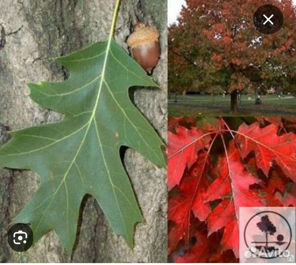 Дуб красный. Саженец