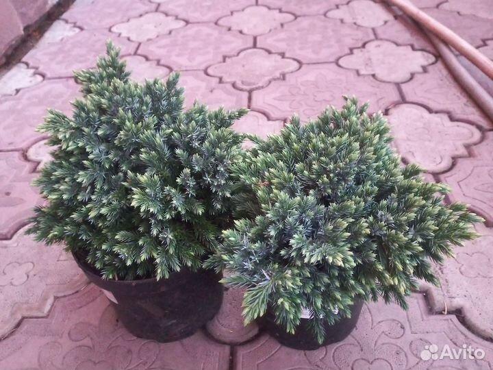 Туи, можжевельники в асте