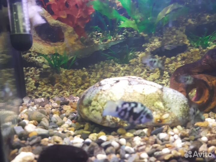 Сапфировые попугайчики