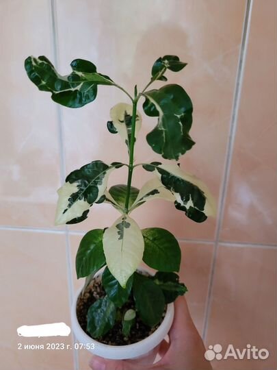 Гардения августа вариегатная