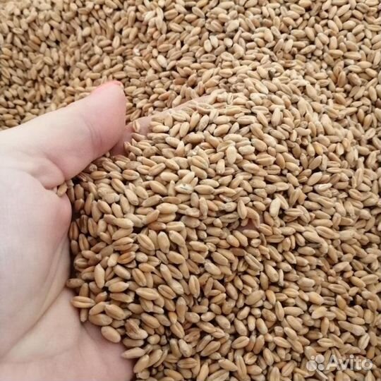 Пшеница в мешках