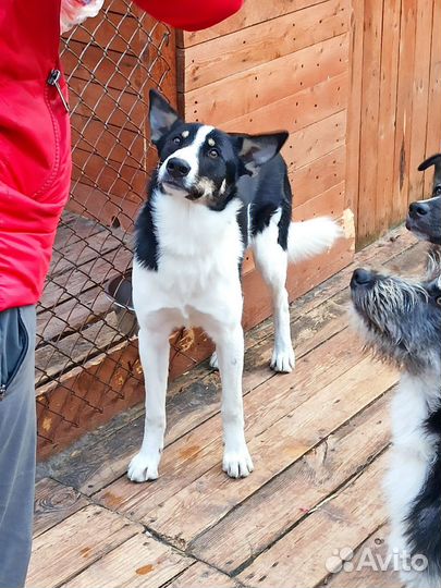 Малышка Тануки ждет мам-пап