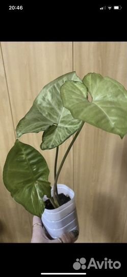 Сингониум и хлорофитум