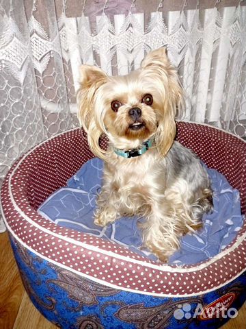 Передержка собак