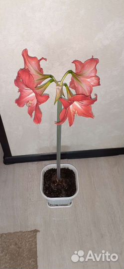 Гиппеаструм цветок домашний