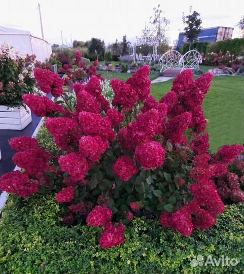 Гортензия метельчатая Самарская Лидия