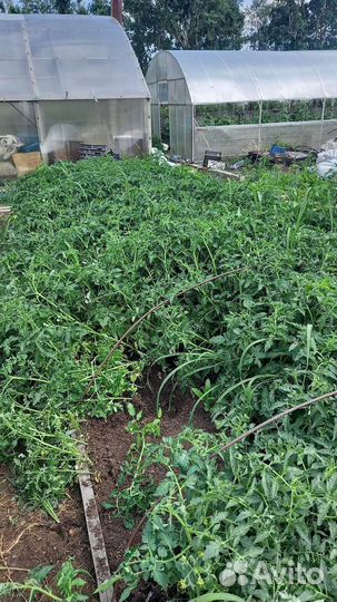 Рассада помидор цена за 10шт в наличии много